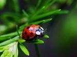 Nine-Spotted Ladybug
